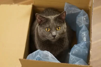 Brown cat with gold eyes looking up from a moving box showing moving and pet safety