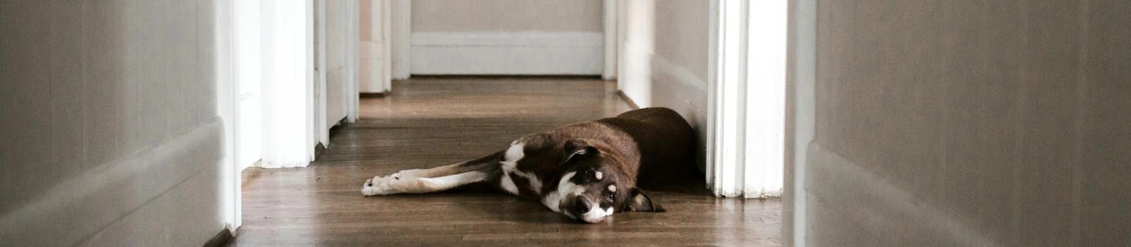 Moving and Pet Safety in Hampton Roads, VA: Stress Less and Protect Your Animals